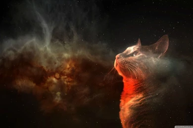 Cats Space HD Desktop Wallpapers : High Definition
