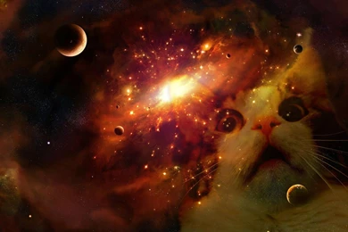 George The Space Cat Pimp : Spacecats