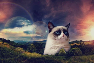 Funny Space Cat Wallpapers Free