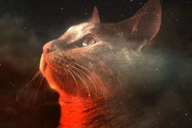 Download Amazing Space Cat Wallpapers For iPhone 4