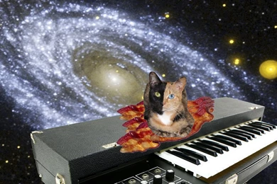 Cat In Space iPad 3,4 & Air Wallpapers