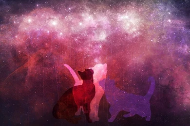 Cat Space Wallpapers By Sand Rae On DeviantArt