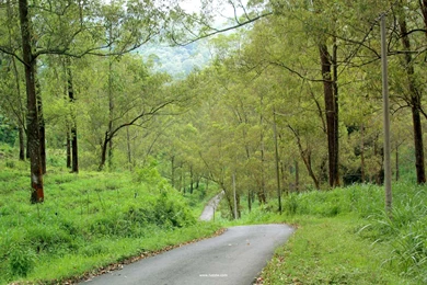 Forest Powerpoint Backgrounds 1661146