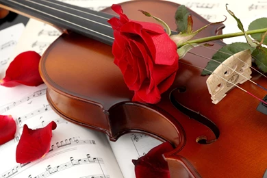 Violin Rose Wallpapers Full HD
