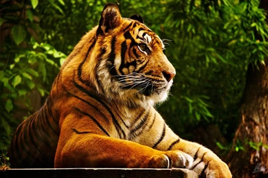 1680x1050 Tiger Desktop PC And Mac Wallpapers