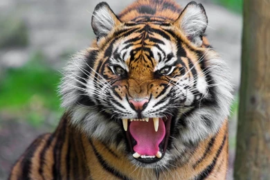 1680x1050 Threatening Tiger Wallpapers