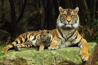 Download Wallpapers 1680x1050 Tiger, Tiger Cub, Lying Down, Couple ...