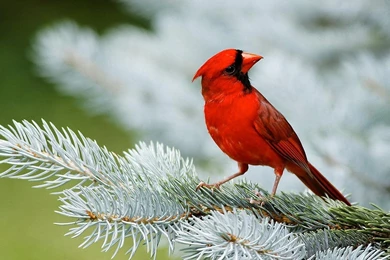 Bird Wallpapers Free