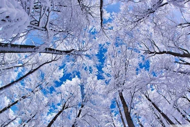 Looking Up Through Trees, Winter HD Desktop Wallpapers : High ...