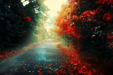 Autumn Leaves On The Road Wallpapers HD