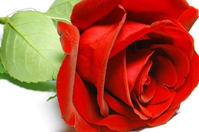 HD Rose Photo 26154 Flowers Photo Flowers