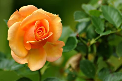 Peach Rose 1080p Flowers HD Wallpapers Wallpapers At GetHDPic.com