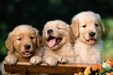 Puppies Wallpapers High Quality
