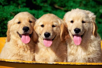1280x800 Golden Retriever Puppies Wallpapers