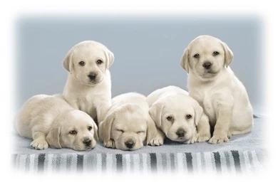 Puppies Wallpapers 222 Widescreen Wallpapers Hivewallpapers Com ...