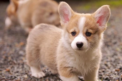1920x1200 Corgi Puppy Wallpapers