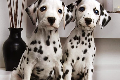 Dalmatian Dog HD Wallpapers