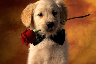 Puppy Wallpapers HD Resolution