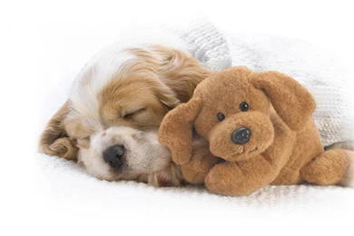 17743) Puppy Widescreen HD Wallpapers Attachment WalOps.com