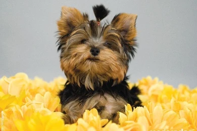 Puppy Wallpapers