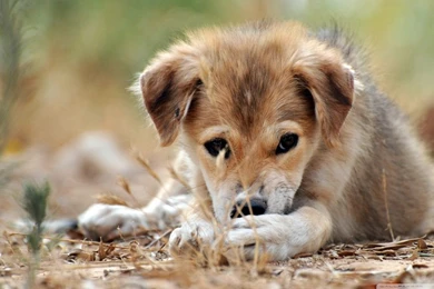Sad Mongrel Puppy HD Desktop Wallpapers : High Definition ...