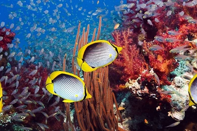 Tropical Fish Wallpapers 1920x1080 Wallpapers,Sea Life 1920x1080 ...