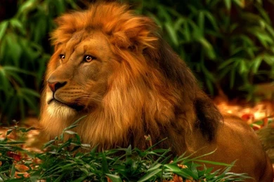 Animals Archives Page 3 Of 3 HD Images New