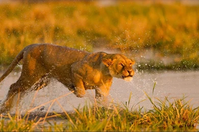 Lion Desktop Wallpapers , New Wallpapers, New Wallpapers