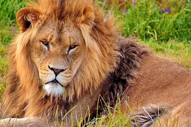 Top Hd Lion Wallpapers Download Images For Pinterest