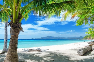 Summer Beach, Sand, Palm Trees Wallpapers