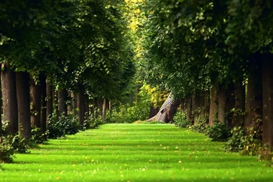 1366x768 Summer Avenue Trees Wallpapers
