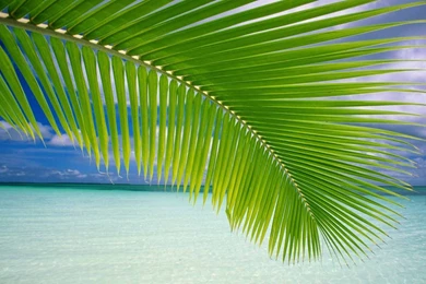 Green Leaves HD Acer Laptop Wallpapers