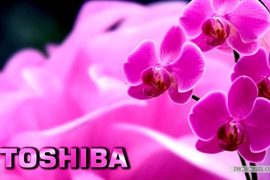 Toshiba Wallpapers