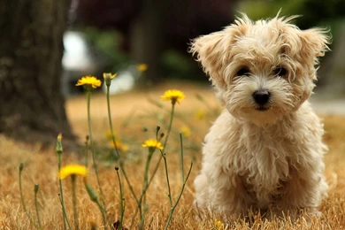 cute animals baby wallpapers