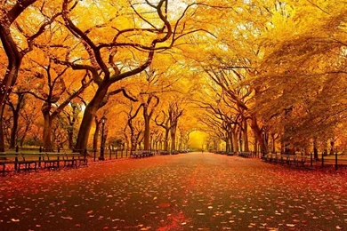 1280x1024 AUtumn Yellow Park Wallpapers