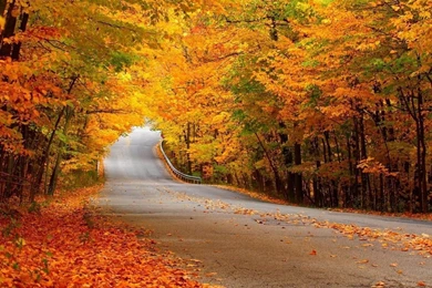 1280x1024 Autumn Forest Street Wallpapers