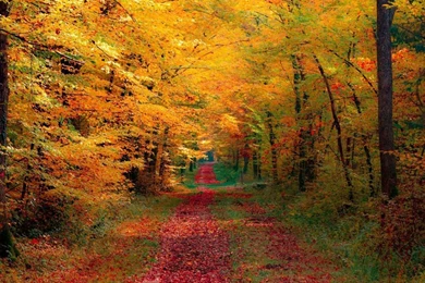 1280x1024 Autumn Forest Desktop PC And Mac Wallpapers