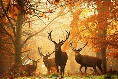 1280x1024 Deers Autumn Wallpapers