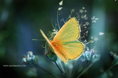 Santabanta Nature Wallpapers HD Wallpapers Lovely