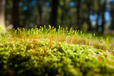 Download Moss Wallpapers In 1366x768 Resolution