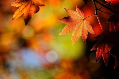 Autumn Leaves Nature Wallpapers