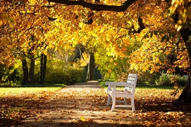 1366x768 Park Autumn Bench Wallpapers
