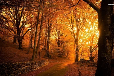 Amazing Golden Autumn Wallpapers