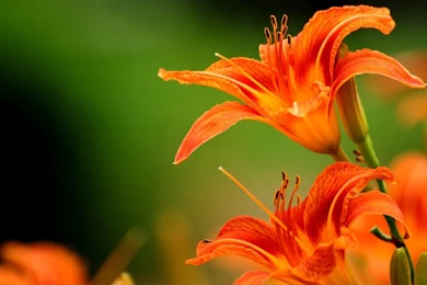 Lilies orange flowers 1920x1080.jpg