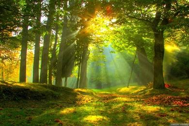 Forest Wallpapers PC Free