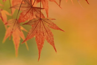 Download Desktop Wallpapers Subject Autumn Yellow Leaves ...