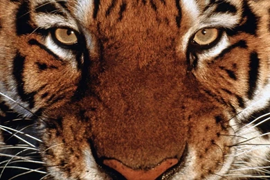 Top Bengal Tiger 1920x1080 Wallpaperstiger Images For Pinterest