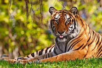 HD Quality Tiger HD 1080p Wallpapers SiWallpapers 20506