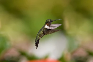 15 Fantastic HD Bird Wallpapers HDWallSource.com