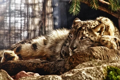 Resting Big Cat Wallpapers (